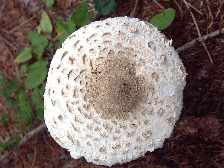 La lépiote élevée (ou coulemelle) est un excellent champignon. Comme pour tous le champignons, il ne faut manger que les sujets jeunes, ne présentant pas de lamelles brunes.