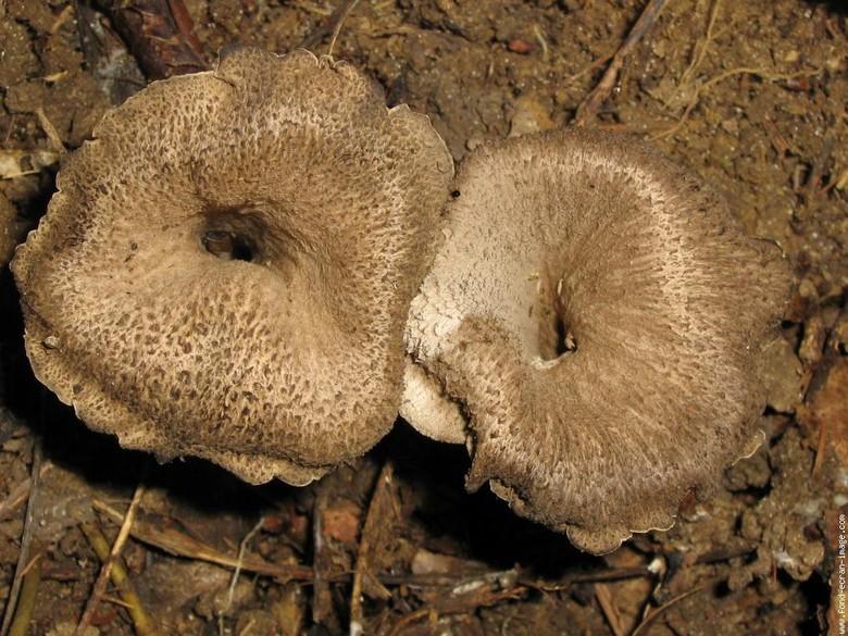La trompette de la mort est un champignon de la famille des cantharellacées. Ce champignon en entonnoir pousse en été et en automne au pied des feuillus. La trompette de la mort a une odeur fruitée et un goût épicé ou poivré.