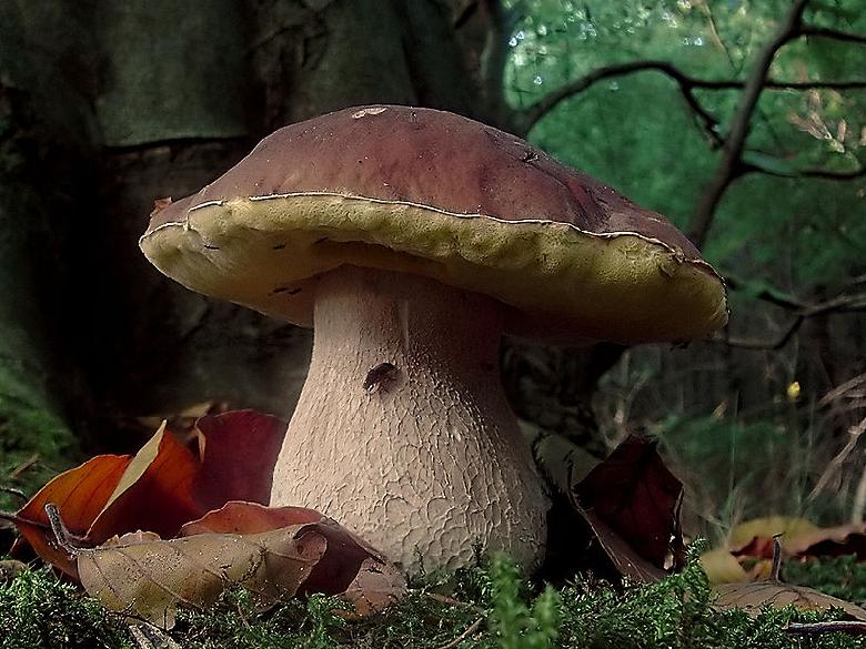 Le cèpe, champignon de l'Aveyron