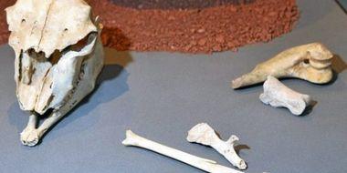 Les ossements analysés avaient été trouvés avec parures et outils dans la grotte de Treilles en Aveyron