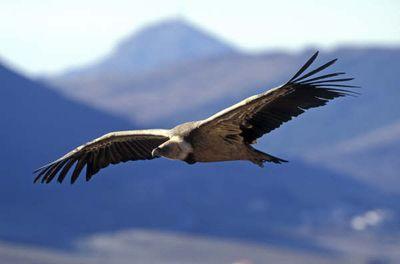 Découvrez le site de réintroduction de cette colonie de vautours, les différentes espèces, son environnement, son histoire en Lozère...