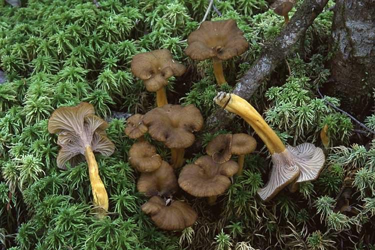 La Girolle grise se rencontre en général dans les bois de conifères et quelquefois dans les forêts de feuillus. Ce champignon pousse le plus souvent par groupe d'individus et affectionne particulièrement les sols humides et la mousse.