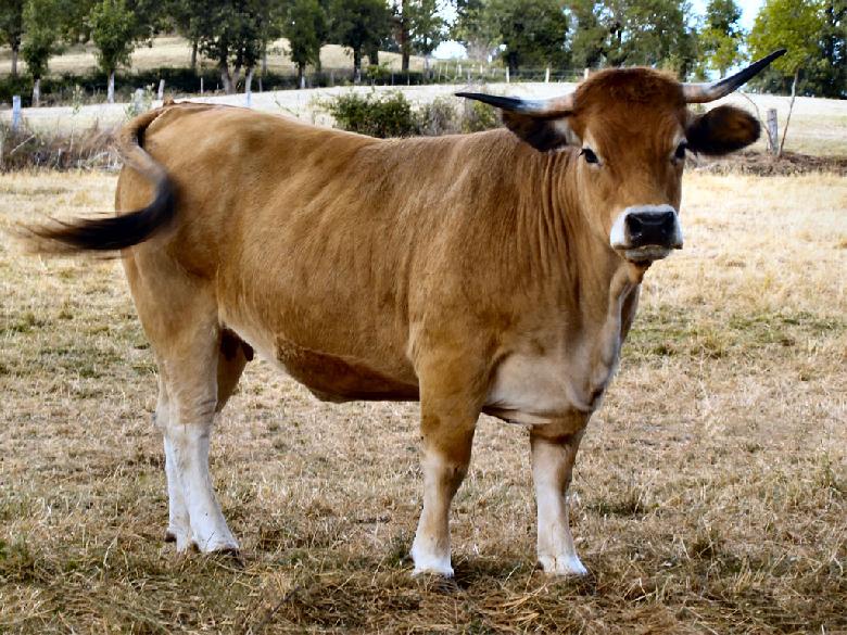 L'Aubrac est une race de moyen format dont la vache pèse de 500 à 700 kg, le taureau de 900 à 1250 kg.