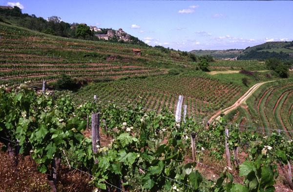 Vins de Marcillac: petit vignoble AOC en Aveyron