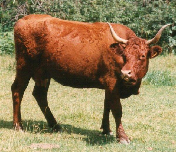 Vache de race Salers - Cantal - Auvergne